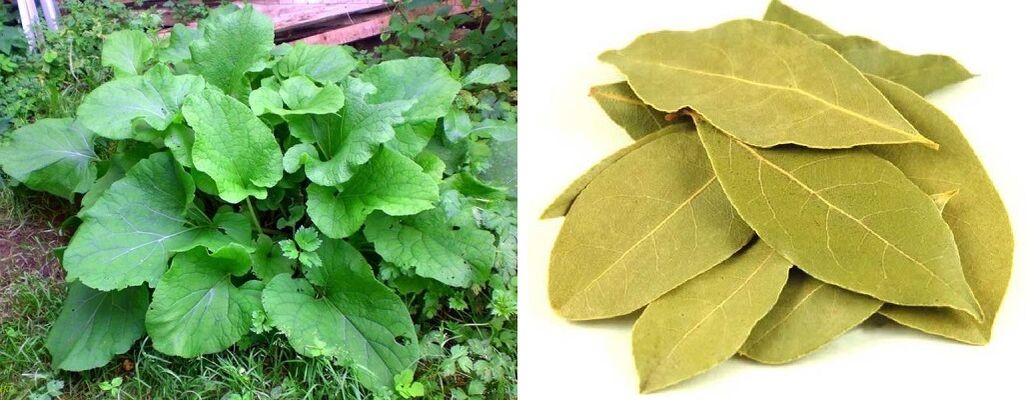 listi repinca in lovorovi listi za bolečine v sklepih